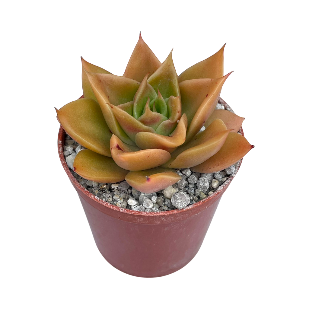 Echeveria 'Mexicano'