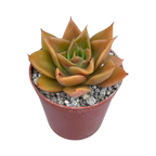 Echeveria 'Mexicano'