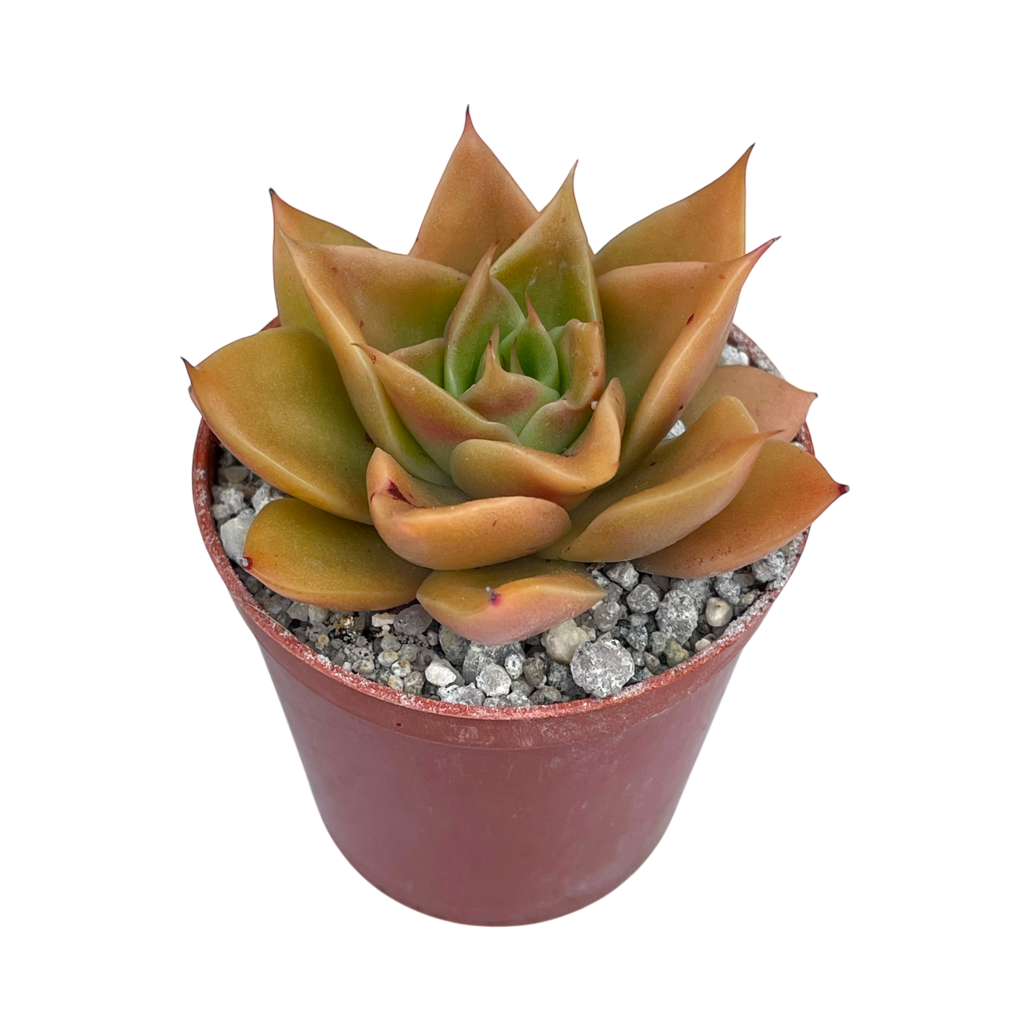 Echeveria 'Mexicano'