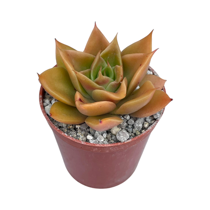 Echeveria 'Mexicano'