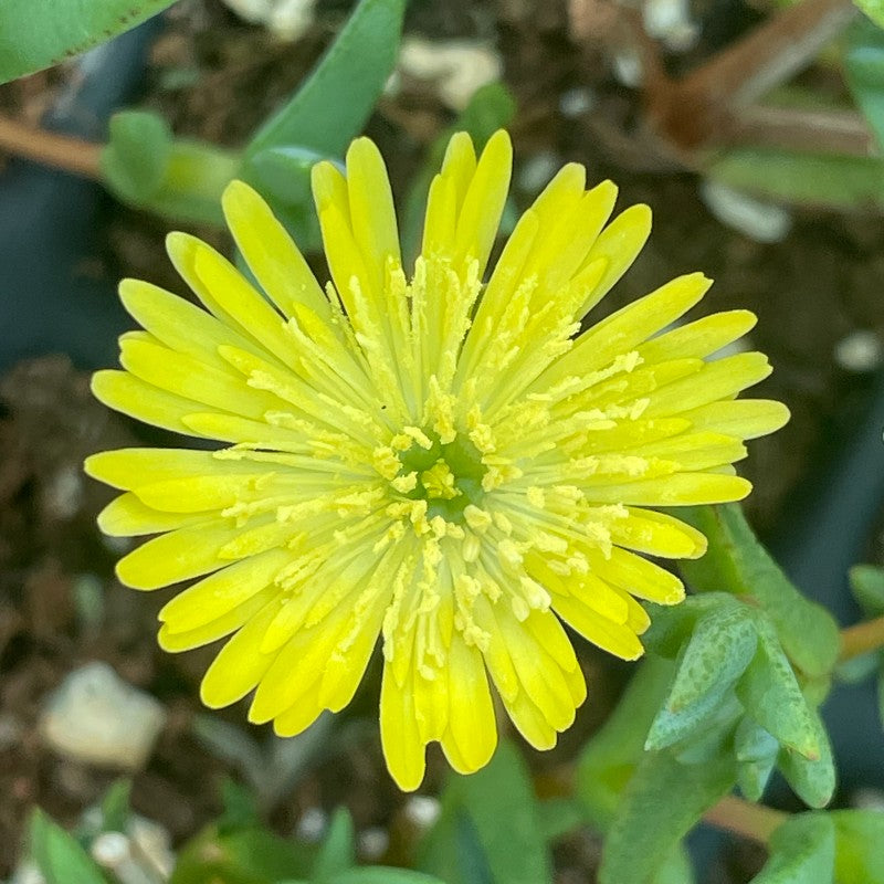Delosperma | Ice Plant