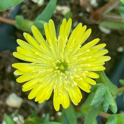 Delosperma