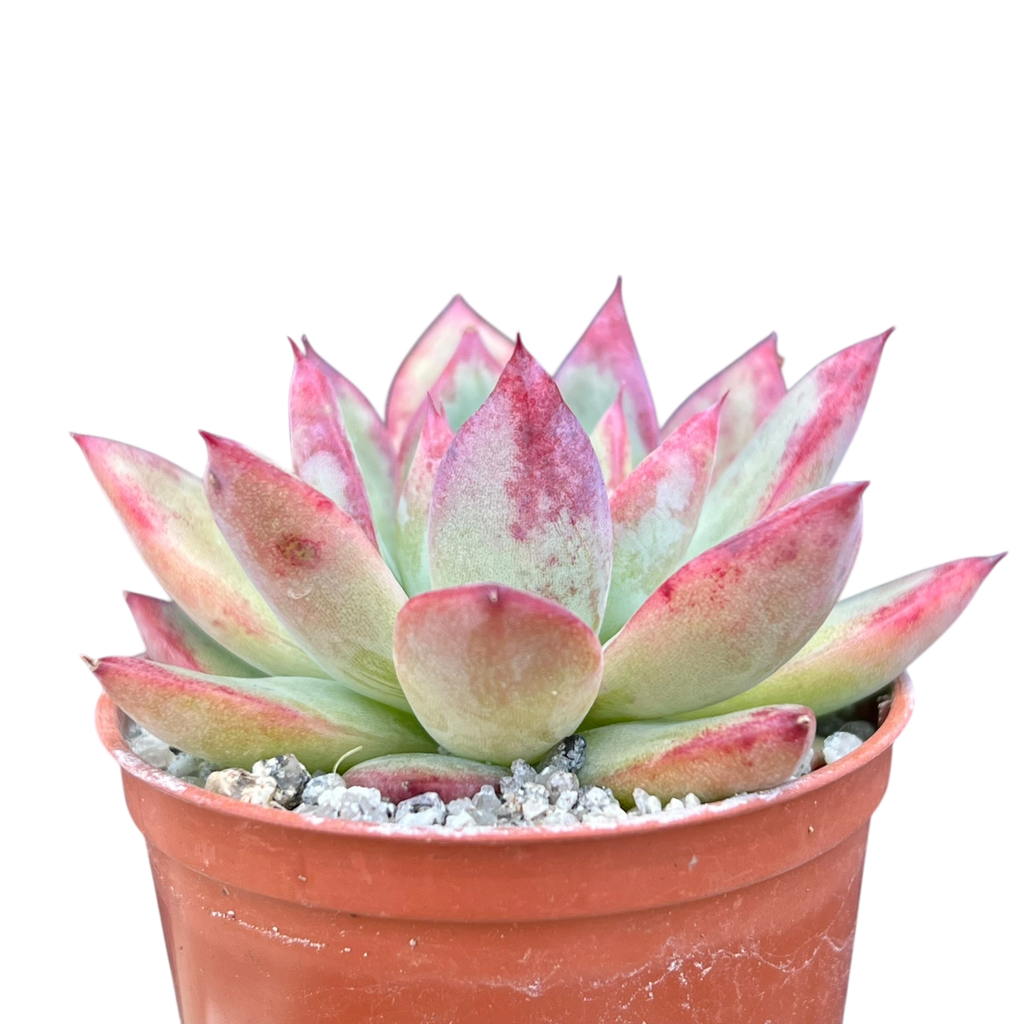 Echeveria 'Candy Crush'