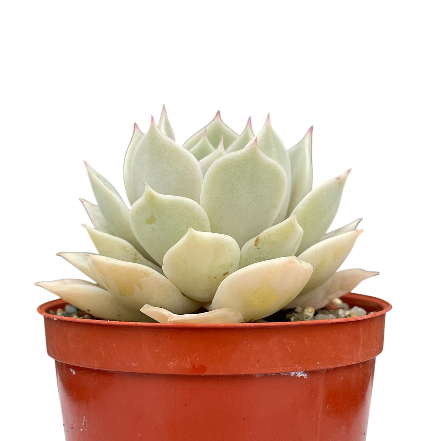 Echeveria 'Fleur Blanc'