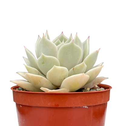 Echeveria 'Fleur Blanc'