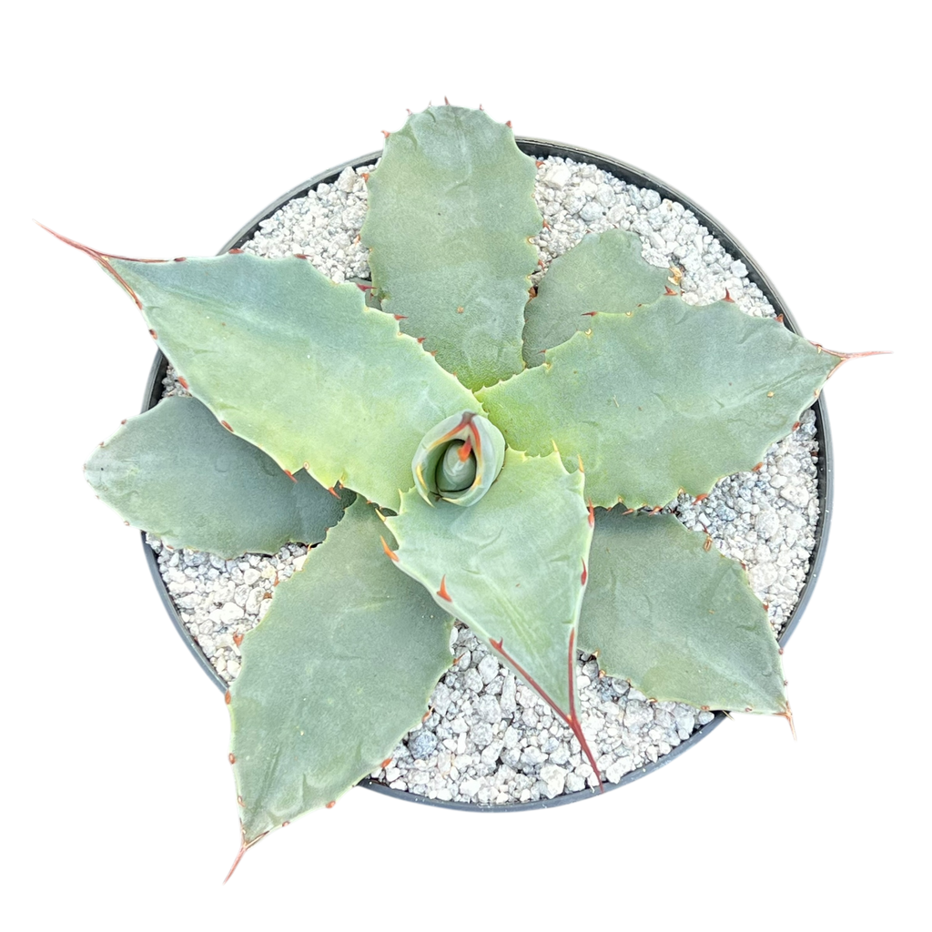 Agave montana x gentryi