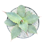 Agave montana x gentryi
