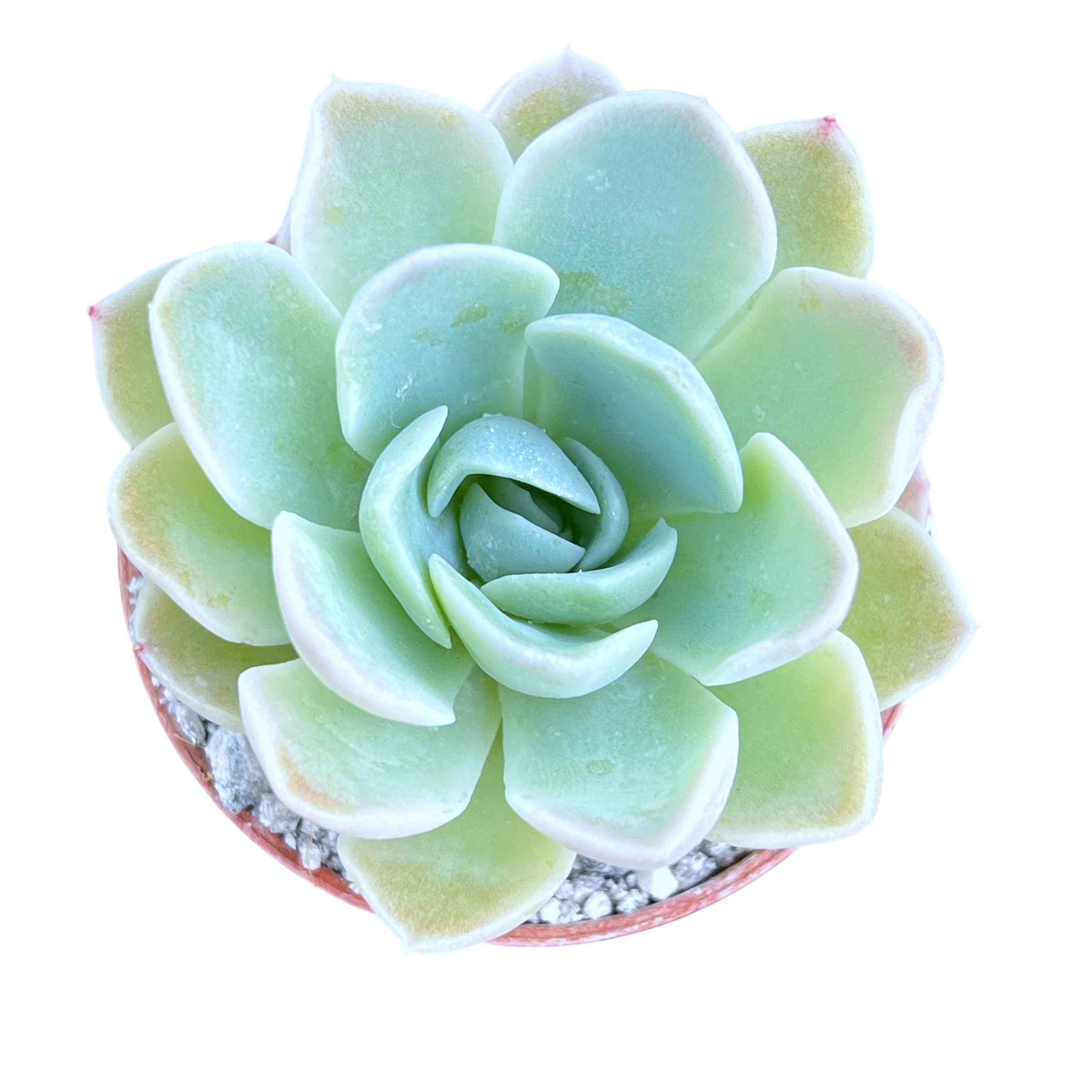 big blue succulent Echeveria 'Big Blue' – Surreal Succulents