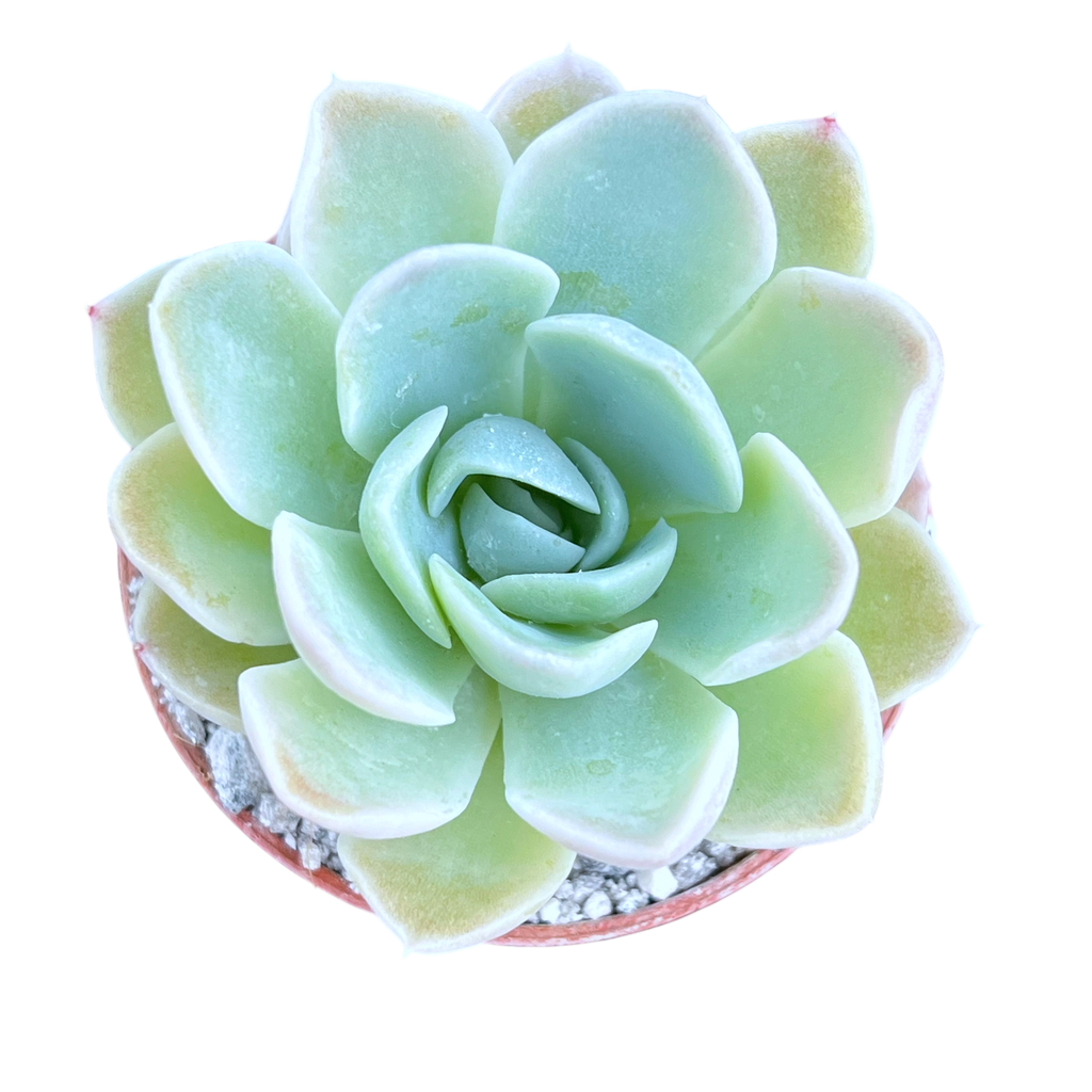 Echeveria 'Big Blue'