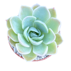 Echeveria 'Big Blue'