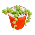 Curio rowleyanus | String of Pearls