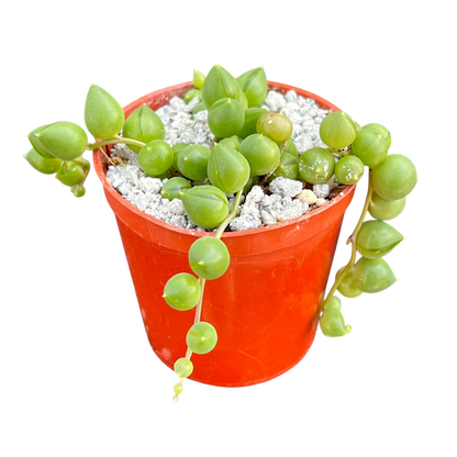 Curio rowleyanus (String of Pearls)