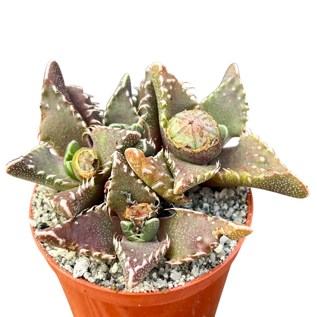 Faucaria tuberculosa