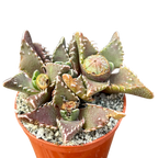 Faucaria tuberculosa