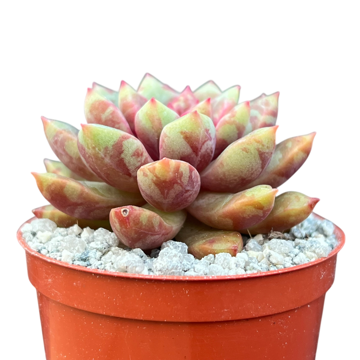 eco succulents Echeveria 'Echo' – Surreal Succulents