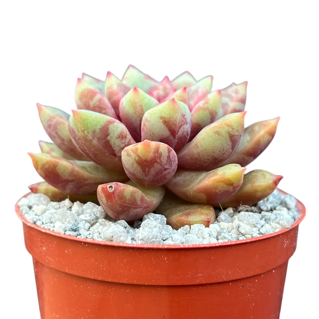 Echeveria 'Echo'