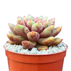 Echeveria 'Echo'
