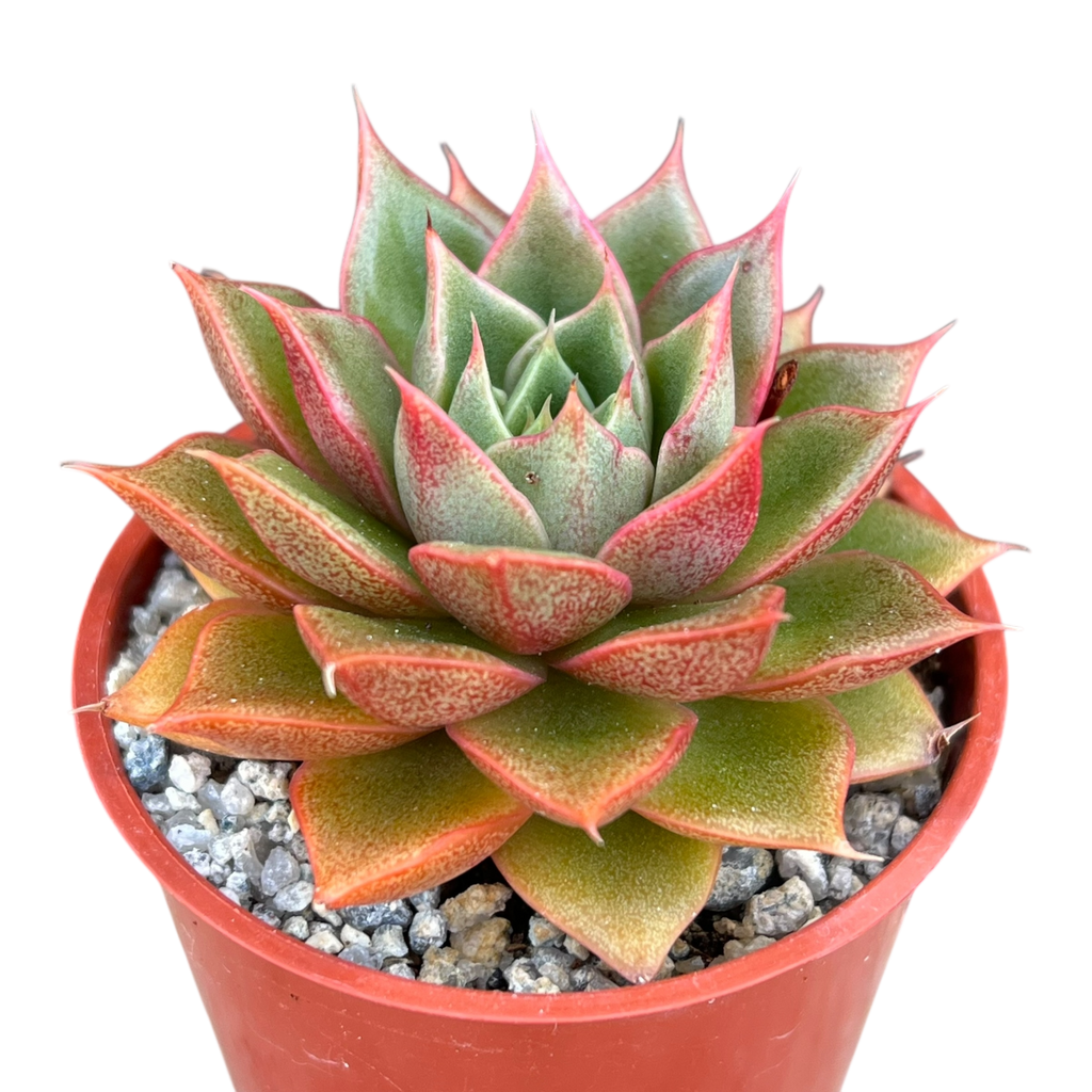 Echeveria setorum 'Victor'