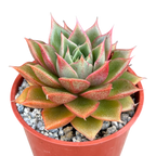 Echeveria setorum 'Victor'