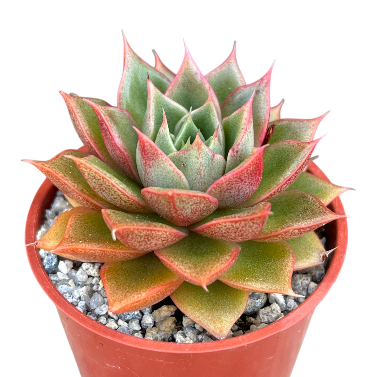 Echeveria setorum 'Victor'