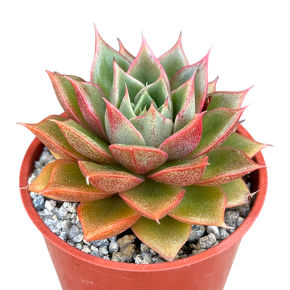 Echeveria setorum 'Victor'