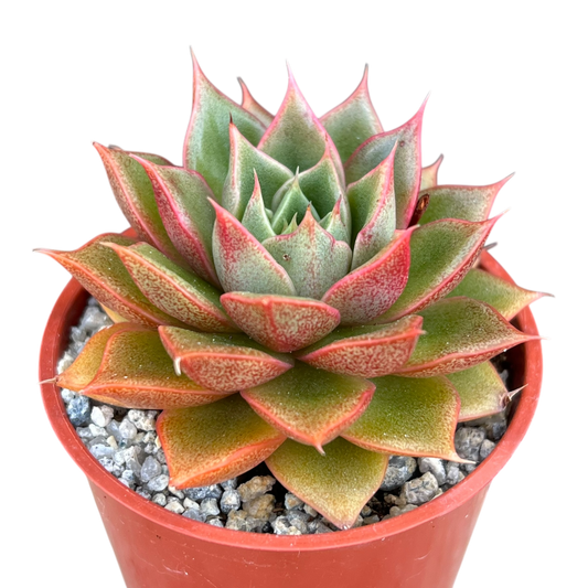 Echeveria setorum 'Victor'