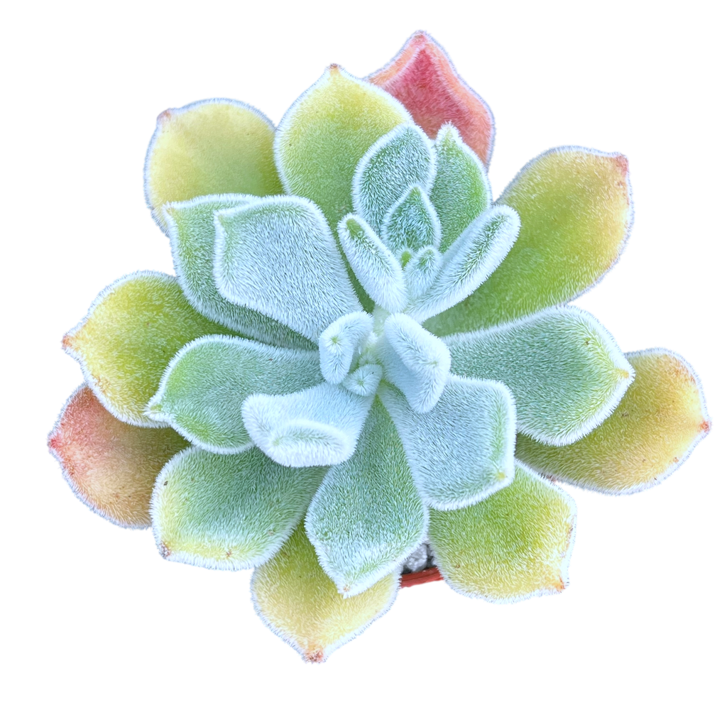 Echeveria pulvinata 'Frosty'