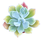 Echeveria pulvinata 'Frosty'