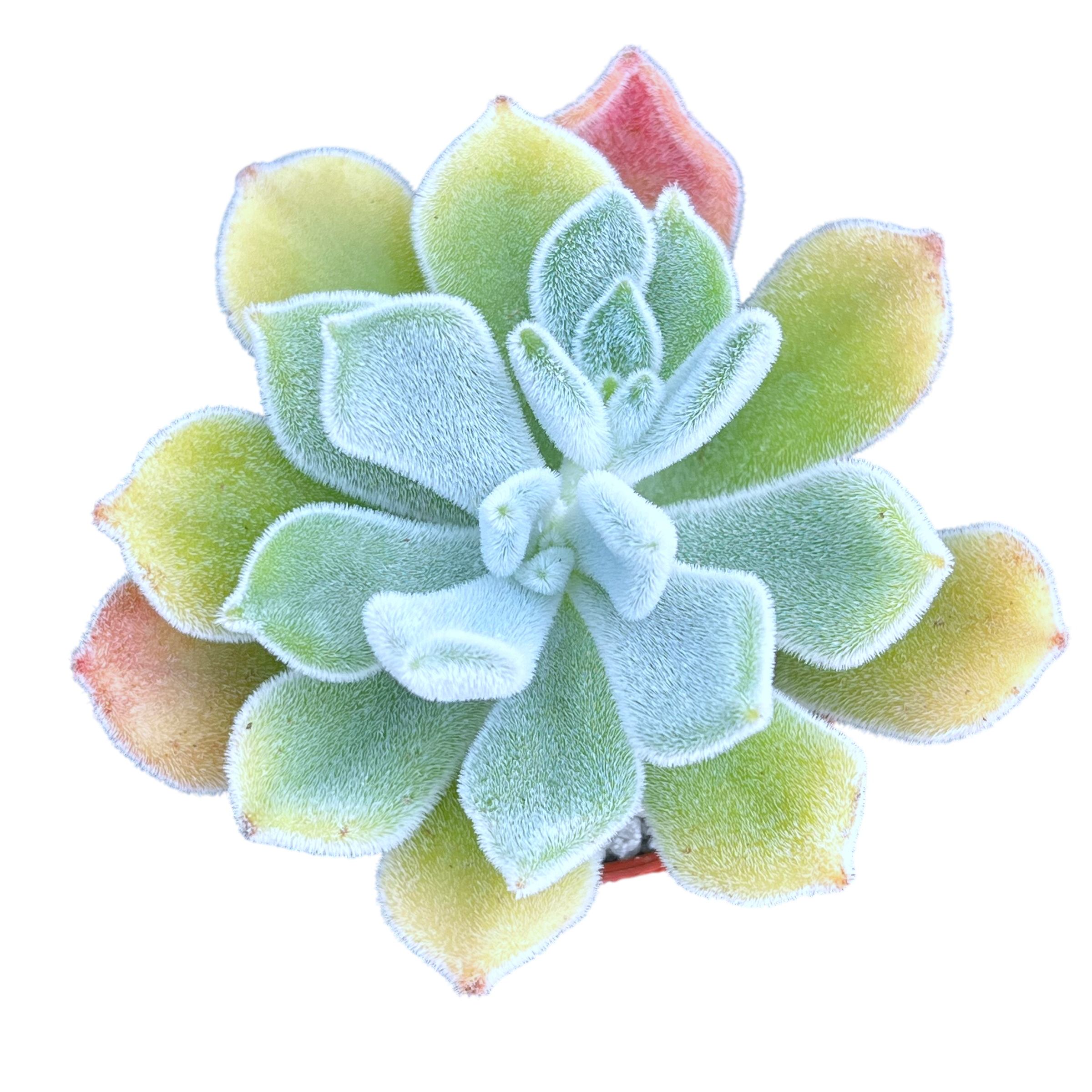 Echeveria pulvinata 'Frosty'