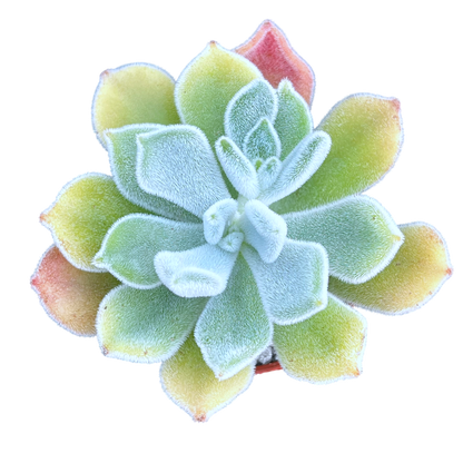 Echeveria pulvinata 'Frosty'