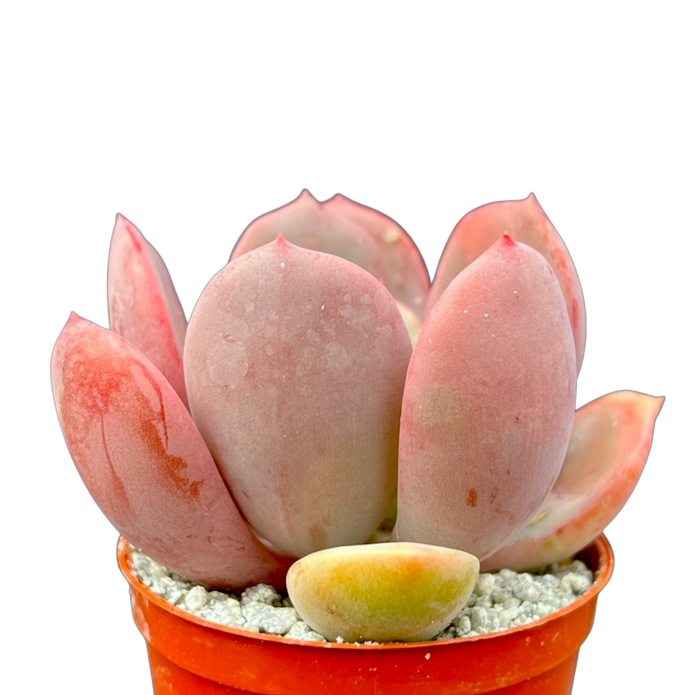 Echeveria 'Venus'