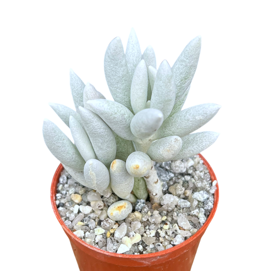 Caputia tomentosa