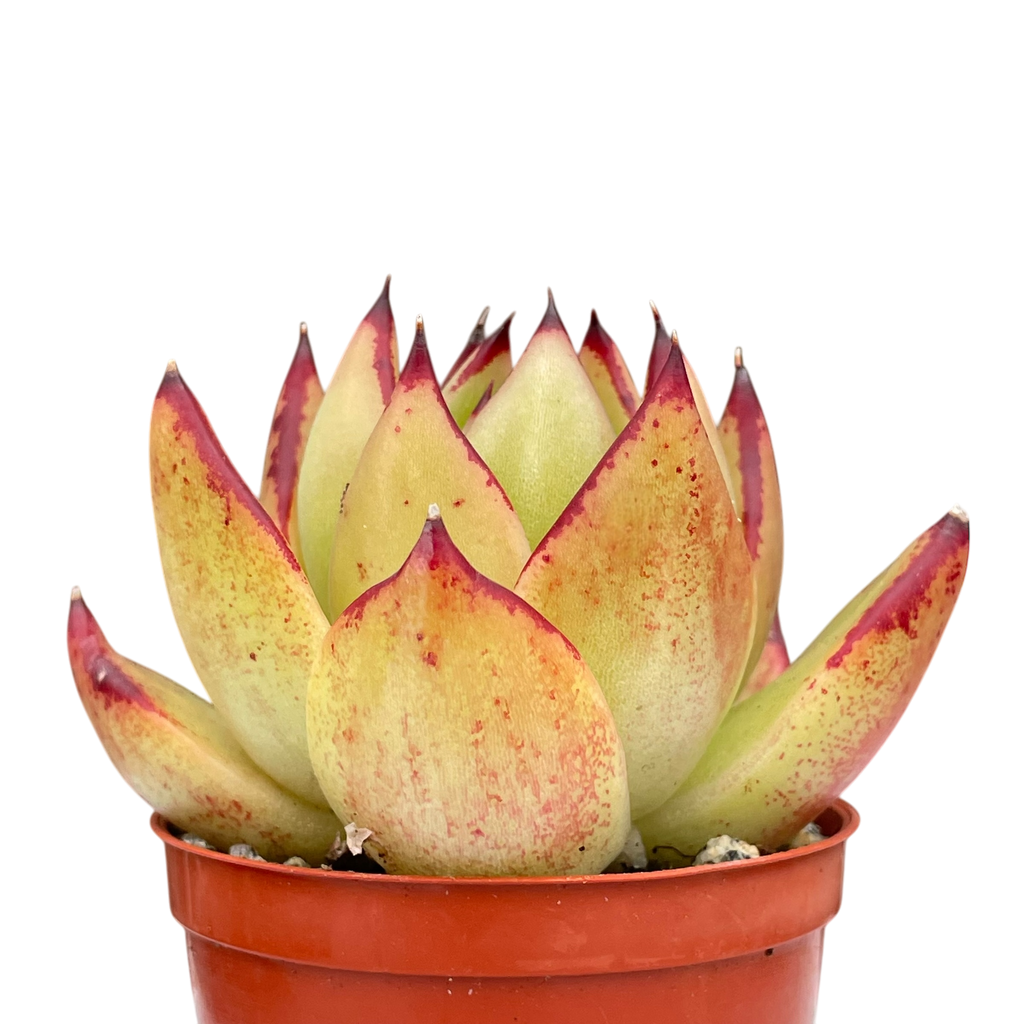 Echeveria agavoides 'Maria'