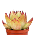 Echeveria agavoides 'Maria'