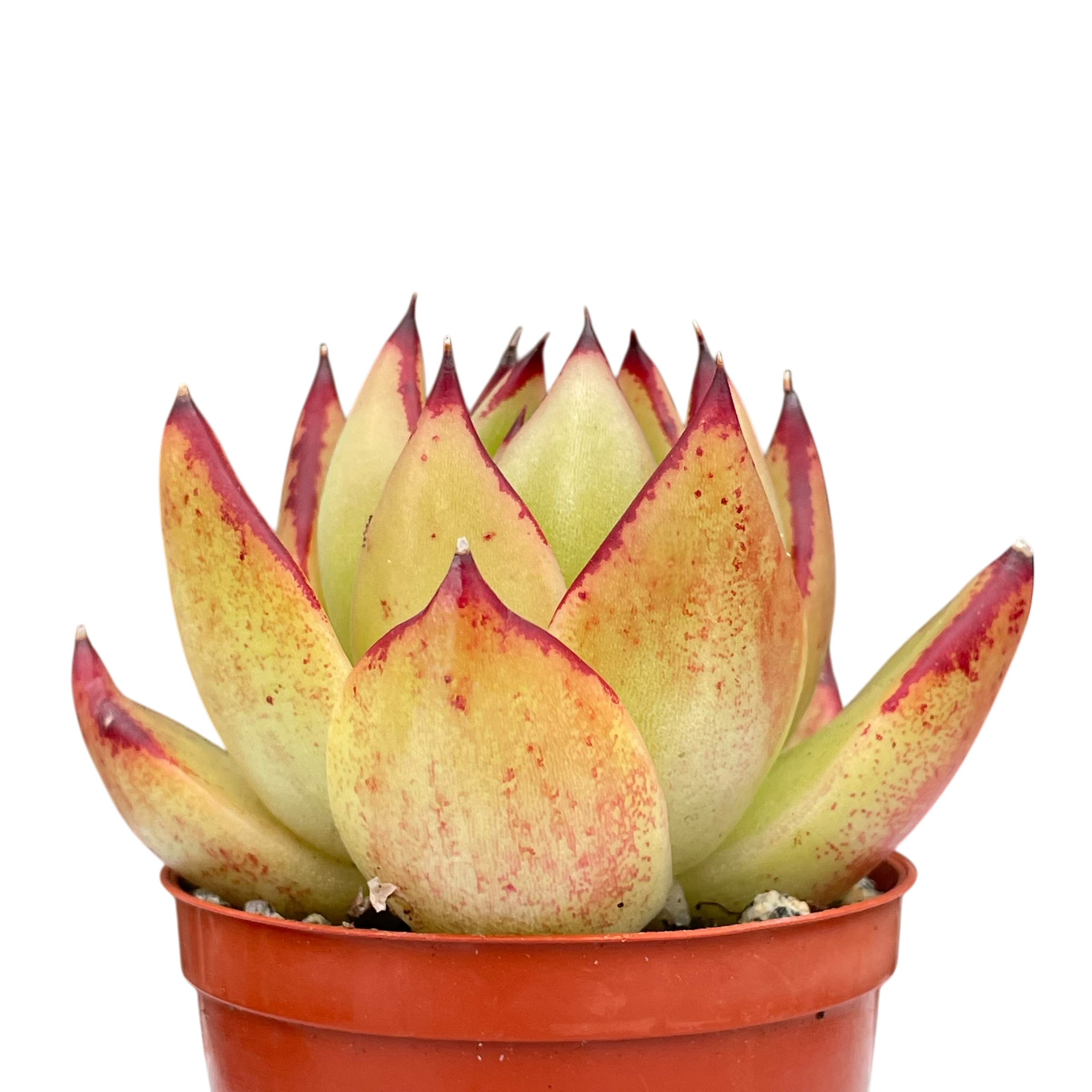 Echeveria agavoides 'Maria'