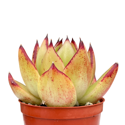Echeveria agavoides 'Maria'
