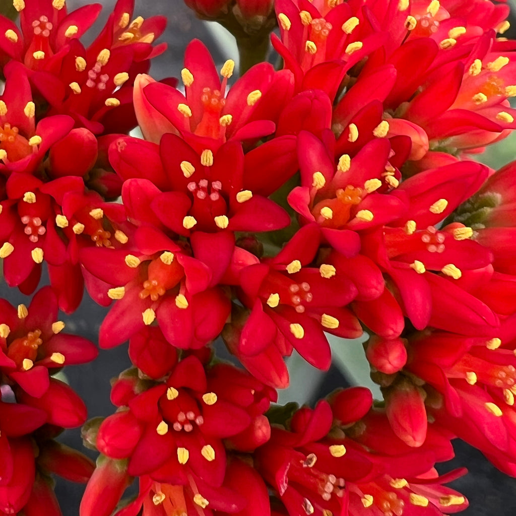 Crassula falcata | Airplane Plant