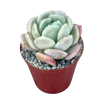 Echeveria potosina