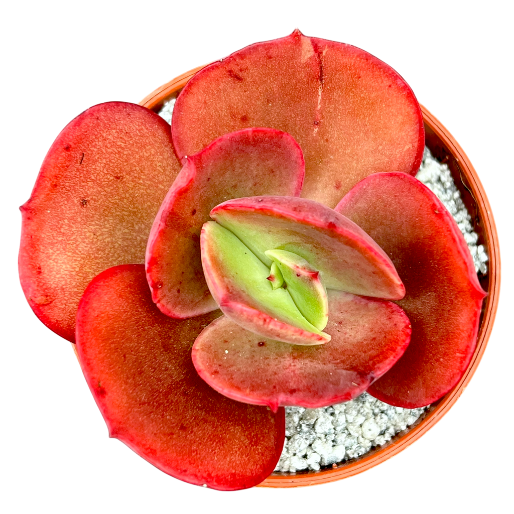 Echeveria 'Suyon'