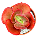 Echeveria 'Suyon'
