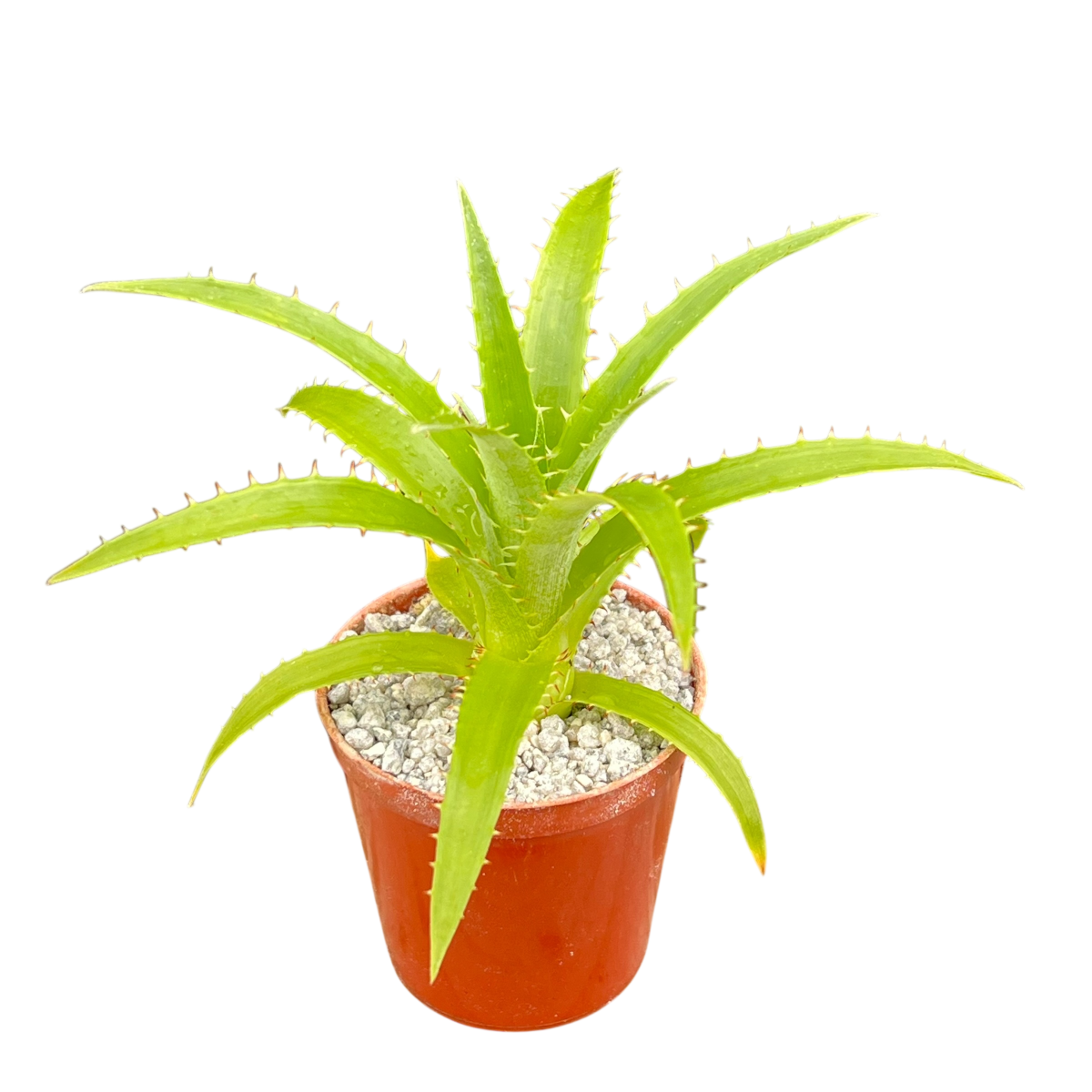 Puya mirabilis