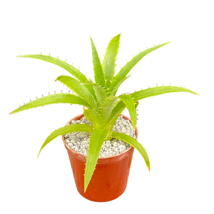 Puya mirabilis