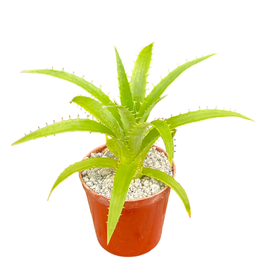 Puya mirabilis