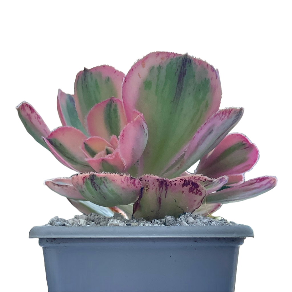 Aeonium 'Marnier Lapostlle' variegata
