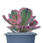 Aeonium 'Marnier Lapostlle' variegata