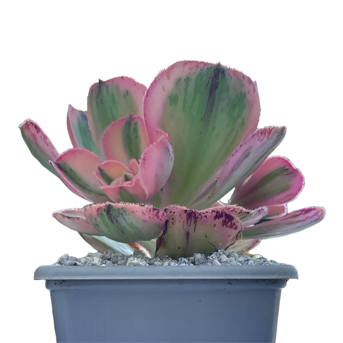 Aeonium 'Marnier Lapostlle' variegata