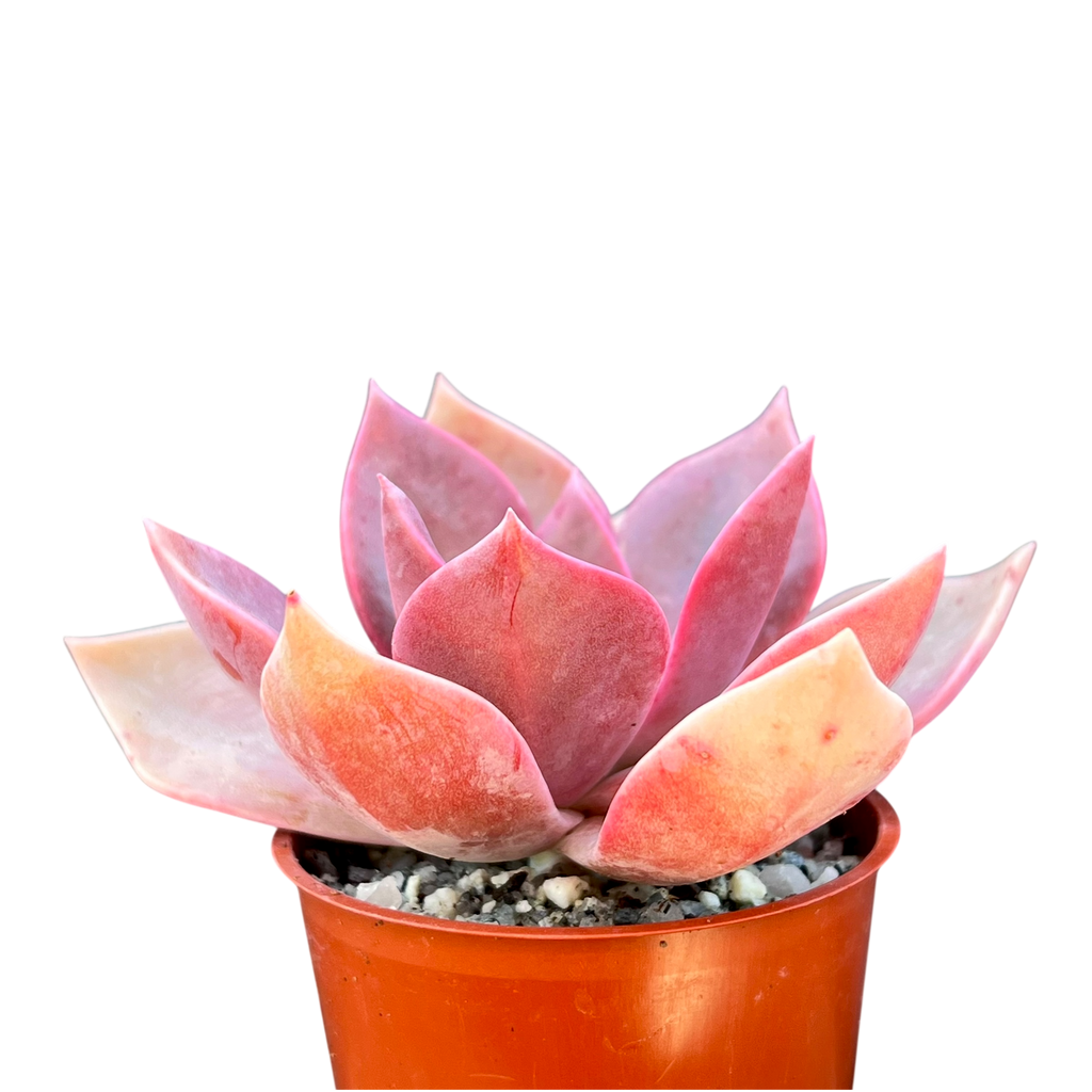 x Graptoveria 'Douglas Huth'