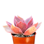 x Graptoveria 'Douglas Huth'