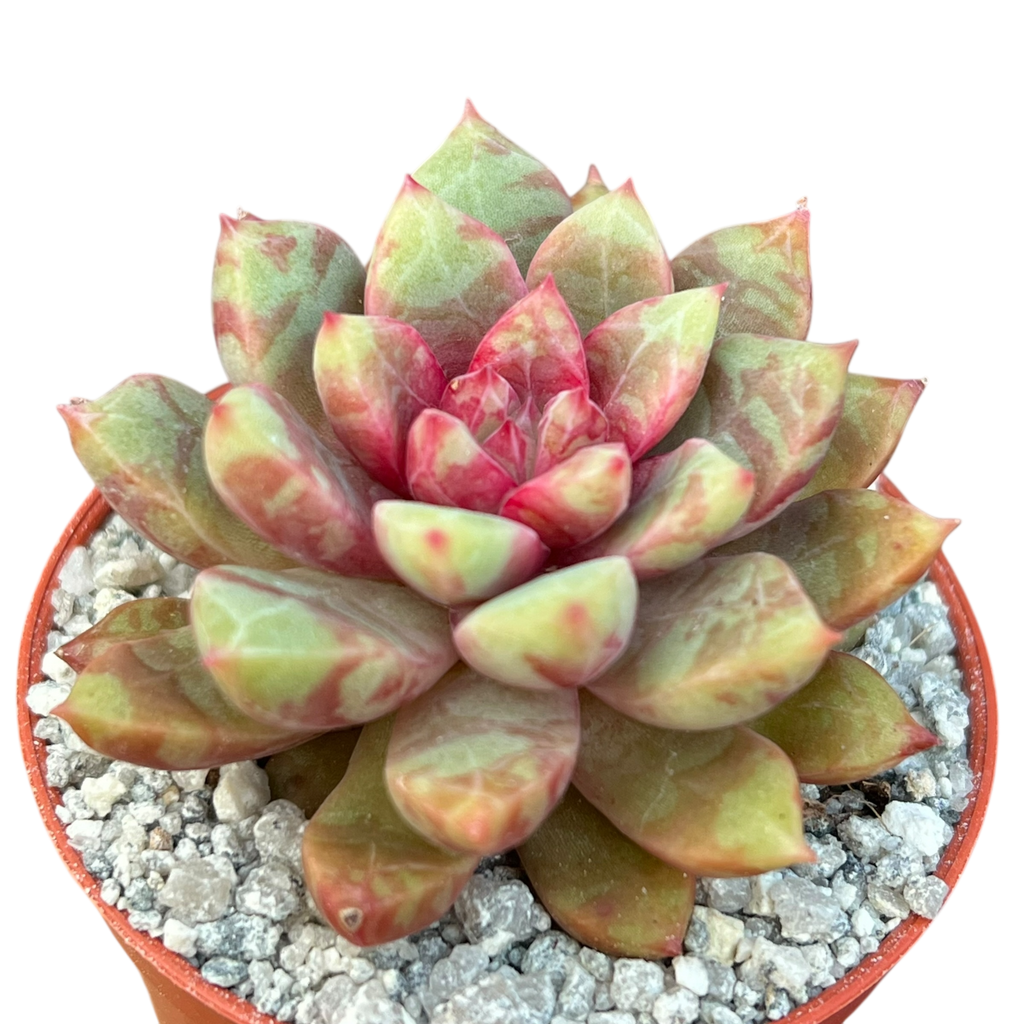 Echeveria 'Echo'