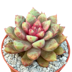 Echeveria 'Echo'